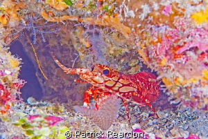 Beautifully colored Caribbean Lobster. by Patrick Reardon 